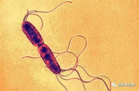 同时许多乳酸菌和链球菌可以产生细菌素,如乳酸和链球菌肽等,这些多肽